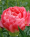 Coral Sunset Peony Award Winning Halifax Perennials Inc