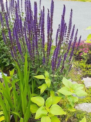 Salvia Caradonna