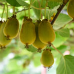 Hardy self-pollinating Kiwi Issai