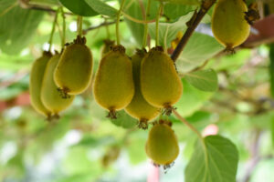 Hardy self-pollinating Kiwi Issai