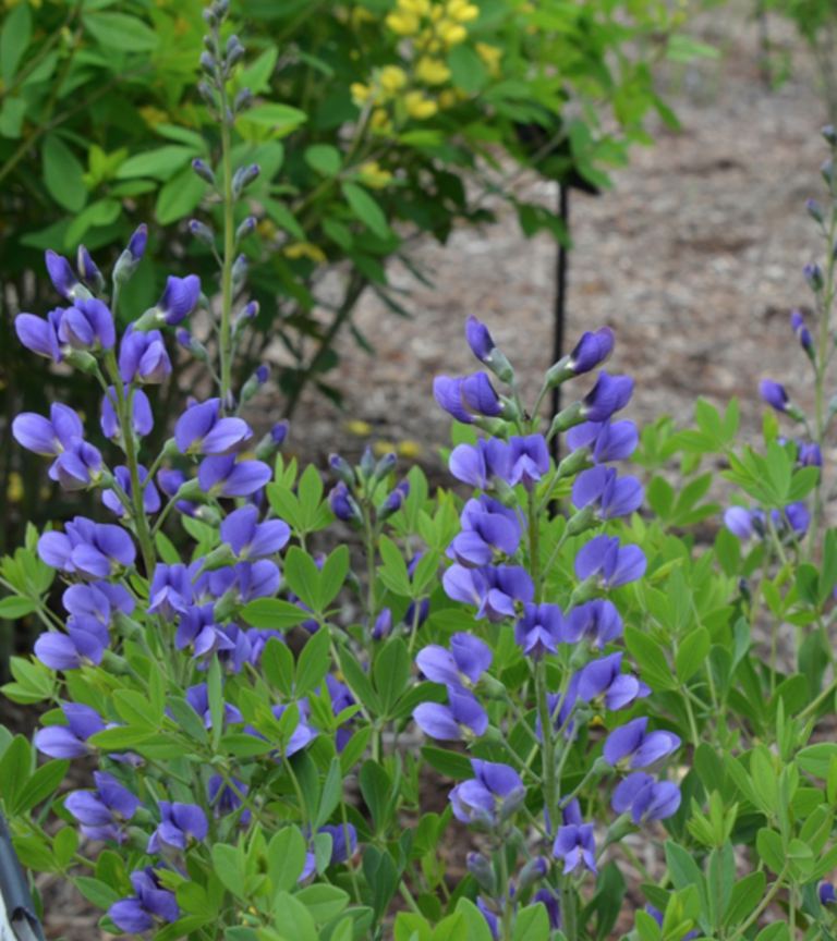 Blue False Indigo (native). 1-gallon pot - Halifax Perennials Inc.