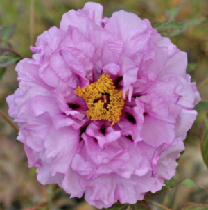 Baron Thyssen-Bornemisza Tree Peony