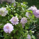 Belle of Woking clematis