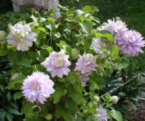 Belle of Woking clematis