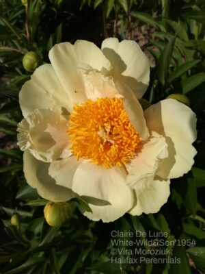 Claire de Lune peony