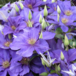 Clematis Ascotiensis