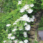 Clematis Guernsey Cream