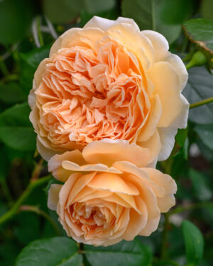 Crown Princess Margareta