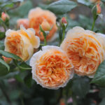 Crown Princess Margareta