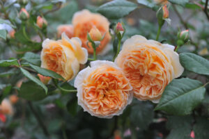 Crown Princess Margareta