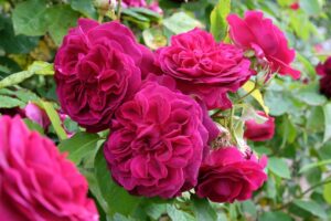 Darcey Bussell David Austin Rose (Halifax, NS, Canada)