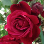 Don Juan climbing rose