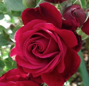 Don Juan climbing rose