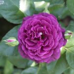 Ebb Tide rose (Halifax NS Canada)