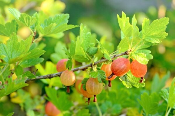Gooseberry Captivator (thornless). - Halifax Perennials