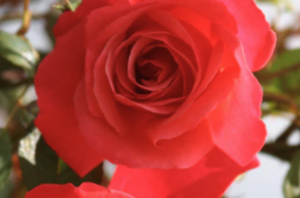 Galway Bay Climbing Rose