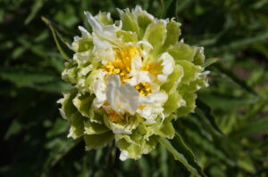 Green Halo peony. Halifax perennials (NS, Canada)