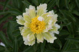 Green Lotus peony