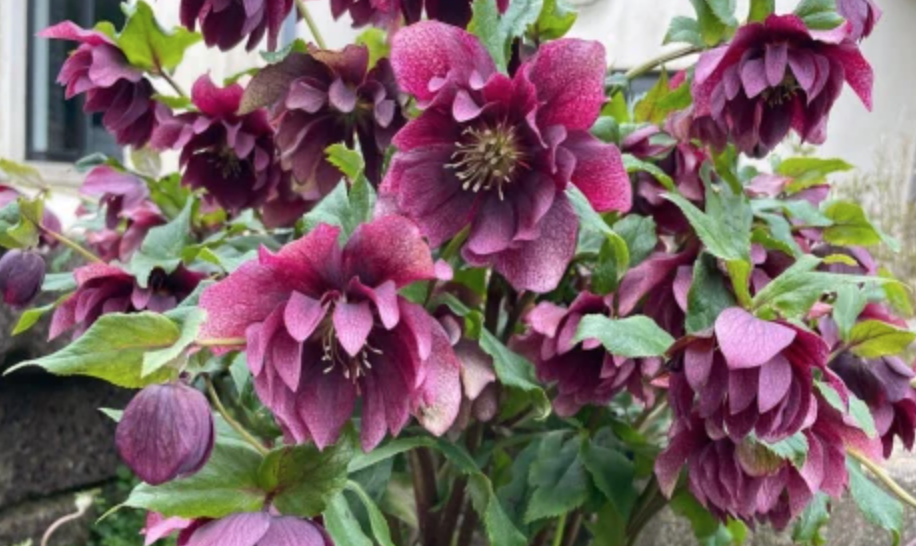 Hellebore Double Ellen Red - Halifax Perennials Inc.