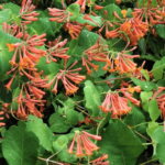 Honeysuckle Dropmore Scarlet