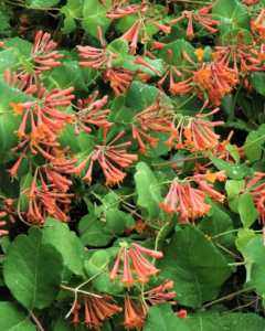 honeysuckle scarlet dropmore invasive