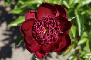 Hot Chocolate Peony