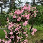 Climbing Pink hardy rose John Davis