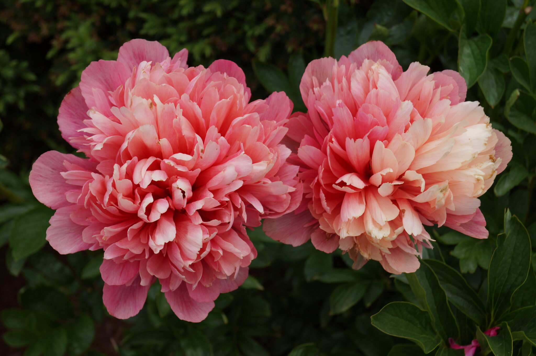 Lorelei Peony - Halifax Perennials Inc.