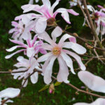 Magnolia Leonard Messel