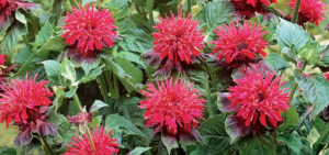 Monarda Fireball (bee balm)