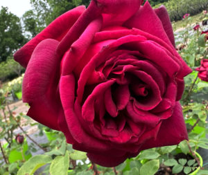 Oklahoma rose