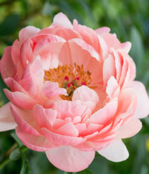 Peony-Coral-Charm