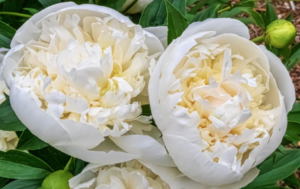 Peony Duchess de Nemours