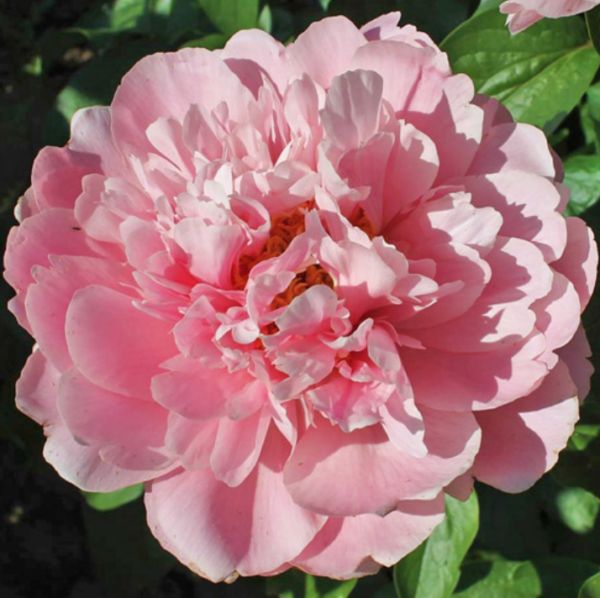 Faithful Dream Peony (fall 2021). Bloom week: 2 - Halifax Perennials