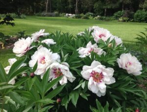 Peony Itoh Cora Louise