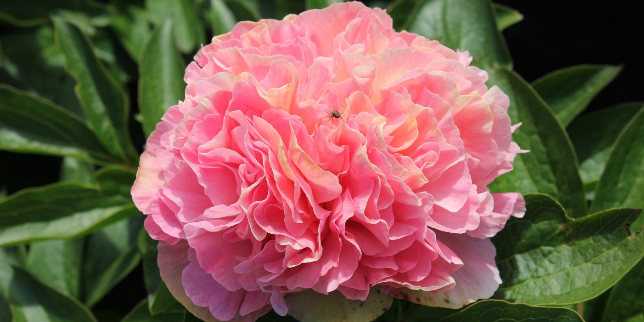 Lois' Choice Peony (spring-planting) - Halifax Perennials Inc. - by ...