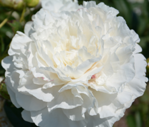 Peony Mother's Choice