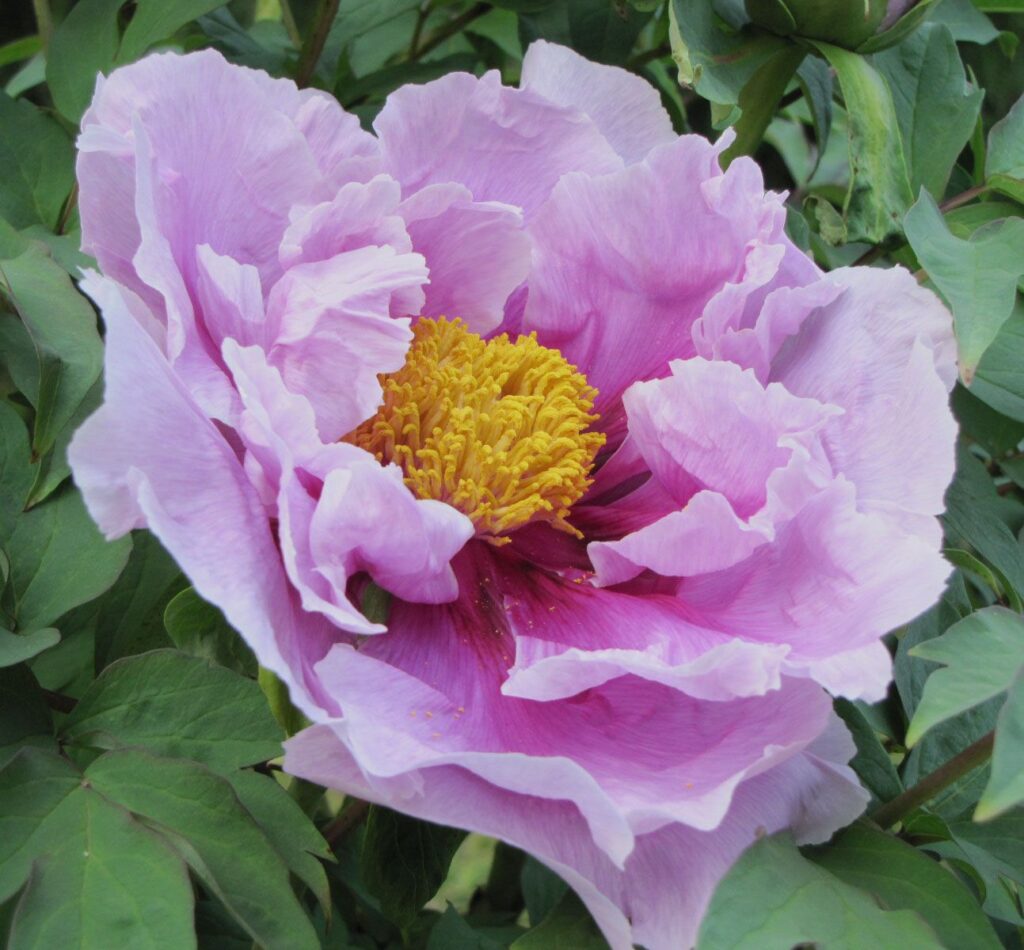 Guardian of the Monastery Tree Peony (rockii hybrid) - final sale ...