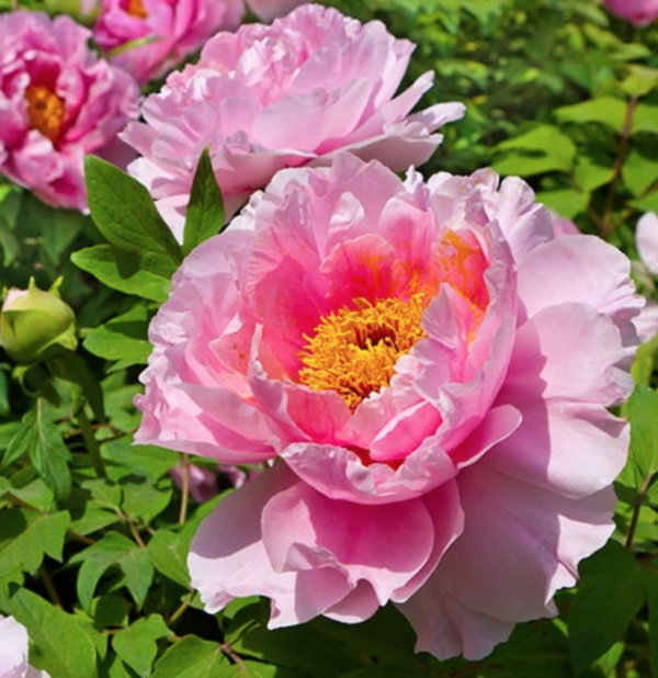 Tree Peony Yachiyo-tsubaki (Eternal Camellias) (potted plant) - Halifax ...