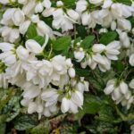 Philadelphus Snowbelle mockorange