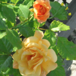 Rose Goldener Olymp
