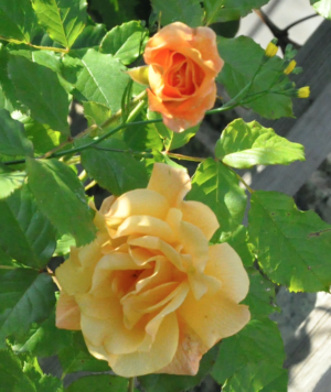 Rose Goldener Olymp