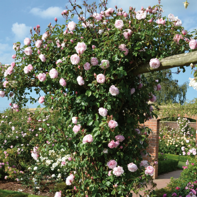 The Generous Gardener David Austin Rose (Climber; shade-tolerant ...