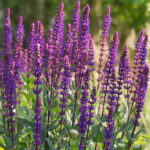 Salvia nemorosa CARADONNA