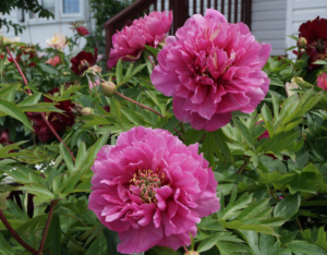 Belle Toulousaine intersectional Itoh peony