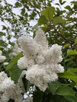 Madame Lemoine Lilac