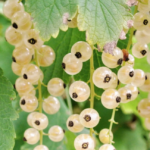 White currants