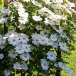 Guernsey Cream clematis - large white flowers, perennial vine