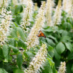 hummingbird clethra summerswee