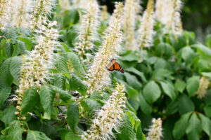 hummingbird clethra summerswee